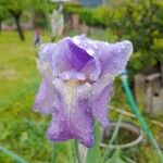 Iris pallida Blüte