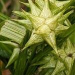 Carex grayi Fruit