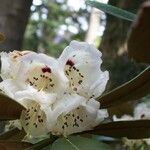 Rhododendron arizelum Flower