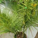 Microcycas calocoma Hábito