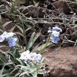 Myosotis alpestrisFlower