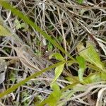 Centaurium erythraea List