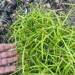 Cyperus hortensis Habitus