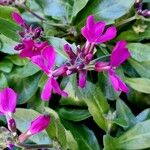 Arabis blepharophylla Flower