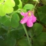 Oxalis debilis Λουλούδι