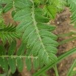 Tribulus zeyheri Blad