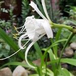 Hymenocallis liriosme Floare