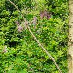 Syringa josikaea Flower