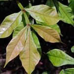 Quassia amara Hoja