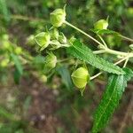 Pavonia hastata 果實