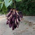 Mucuna sempervirens Frutto