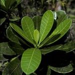Himatanthus bracteatus Bark