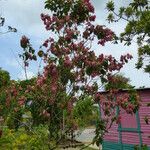 Mussaenda philippica Costuma