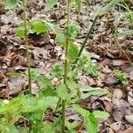 Urtica chamaedryoides List