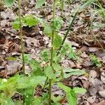 Urtica chamaedryoides Folha