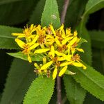 Senecio ovatus Flower