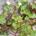 Cymbalaria muralis Folha