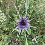 Tragopogon porrifolius Flower