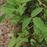Trigonella esculenta Yaprak