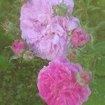 Rosa centifolia Květ