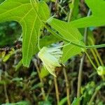 Passiflora capsularis 花