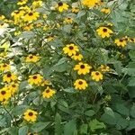 Rudbeckia trilobaBloem