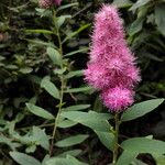 Spiraea salicifolia 花