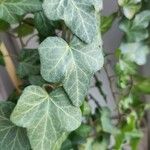 Hedera canariensis 葉