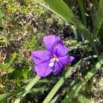 Patersonia sericea Цветок