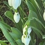 Galanthus elwesii Virág