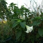 Brugmansia suaveolensBloem