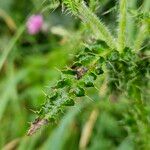 Carduus crispus Leaf