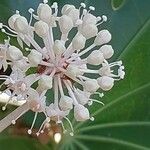 Fatsia japonica Fruit