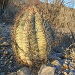 Echinocactus horizonthalonius Hábito