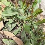 Limonium narbonense 葉