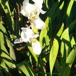 Iris albicans Fiore