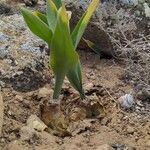 Pancratium canariense Lapas