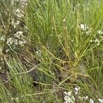 Retama rhodorhizoides Ліст