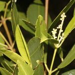 Laguncularia racemosa Froito