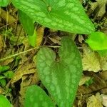 Hexastylis arifolia Lehti