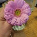 Gerbera viridifolia Flor