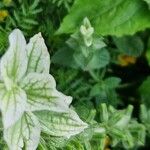 Salvia viridis পাতা