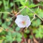 Geranium richardsonii Blüte