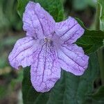 Ruellia pedunculata Flower