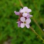 Erucaria hispanica Flower