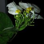 Mussaenda tenuiflora Blüte