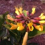 Deplanchea speciosa Flower