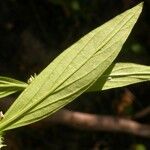 Spermacoce glabra Leaf