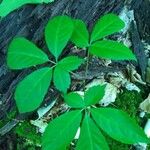 Panax quinquefolius Blatt