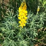 Lupinus luteus Blatt